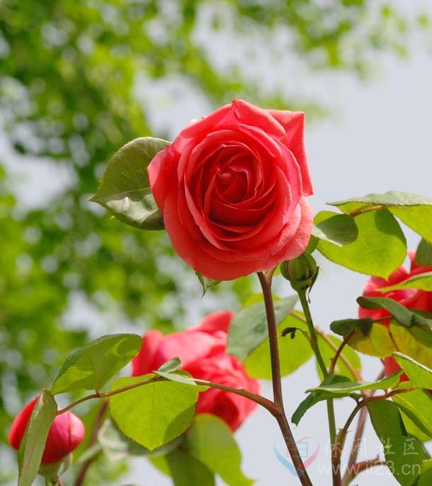 红玫瑰花语:热恋、希望与你泛起激情的爱 - ※