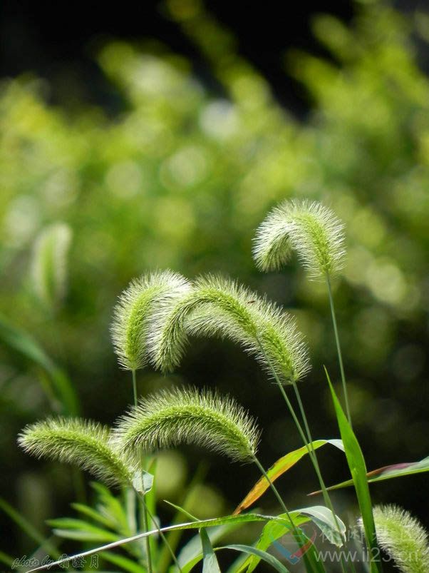 狗尾巴草花语:坚忍,不被了解的,艰难的爱 - 如火骄阳