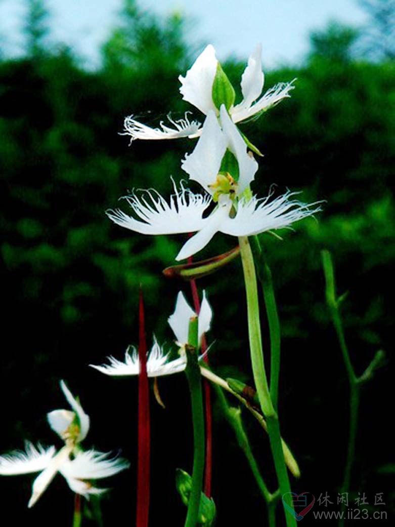 白鹭花花语神秘飞翔寻梦