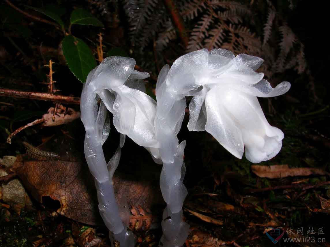 水晶兰花语:美丽之精灵,脆弱无城府