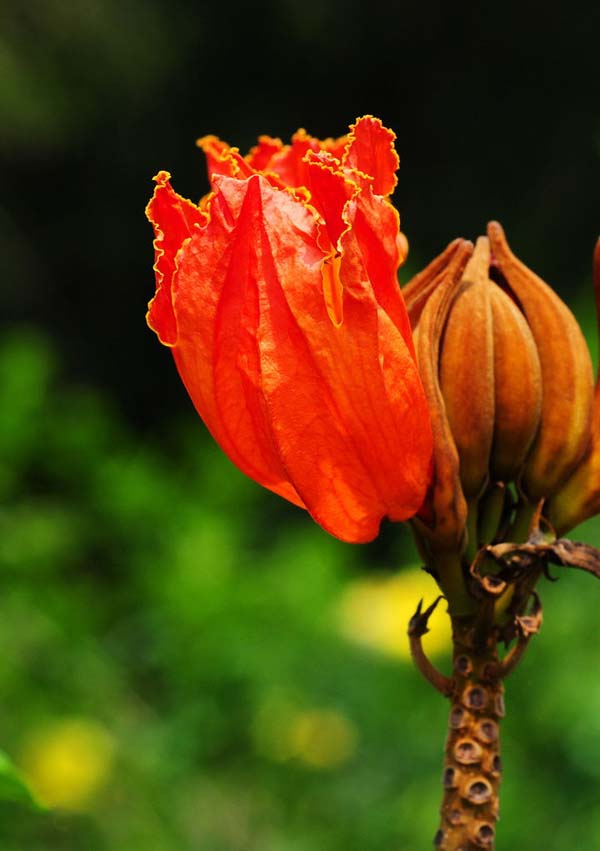 火焰花花语:无忧无愁,用我的热情抚平你受伤的心 - 如火骄阳